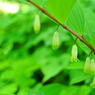 萬葉植物園