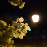 公園の夜桜。