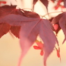春紅葉