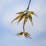 空に輝く葉