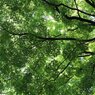 新緑のヤマモミジ