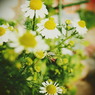 chamomile