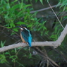 カワセミ