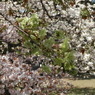 御衣黄と里桜（八重桜）