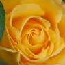 薔薇・・・　－黄ー
