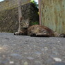 090805_in田代島-第一島猫発見！