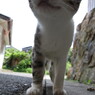 090805_in田代島-なになになにー？