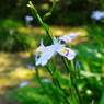白い花