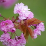 八重の桜-1