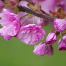 八重の桜-6