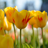 Tulip N°5