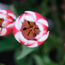 Tulip N°7