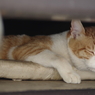 屋根裏のペットな昼寝猫