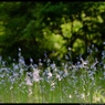 photo_2532354