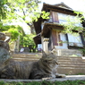 尾道猫42