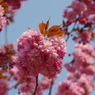 八重の桜・手まり咲き-1