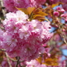 八重の桜・手まり咲き-2