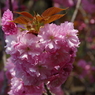 八重の桜・手まり咲き-3