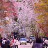 Turnout of small Kyoto