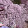 Shower of the cherry tree