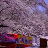 Cherry tree Festival