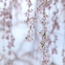 なんちゃって花簾