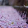 　散花歩道