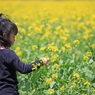 菜の花摘んで♪