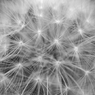 Dandelion clock