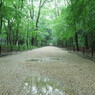 下鴨神社