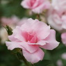 桜貝 (Rosa Sakuragai)