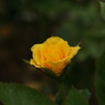 サプライズ (Rosa Surprise)