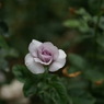 ブルー・バユー (Rosa Blue Bajou)