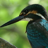 カワセミ　幼鳥