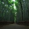 嵯峨野の竹林