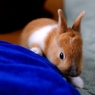 子うさぎ