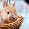 子うさぎ