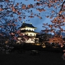北海道 松前城 夜桜