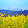 吾妻山公園_菜の花