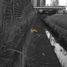 水路の花