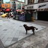 City dog