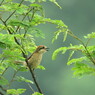 百舌鳥の高鳴き