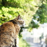 風薫る５月
