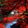 数年前の紅葉