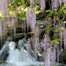 山口県山口市一貫野の藤