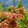 春の紅葉