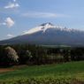 裏岩手山の春 - コブシ