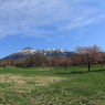 裏岩手山の春 - 山桜