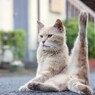 必殺、踵落としにゃ～～～～っ！