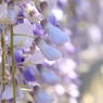藤の花。